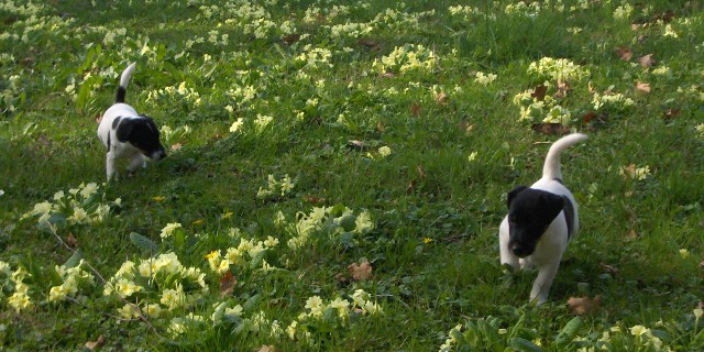 Fillis und Fleck in der Blumenwiese.
